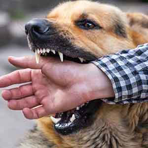 A male German shepherd bites a man by the hand
