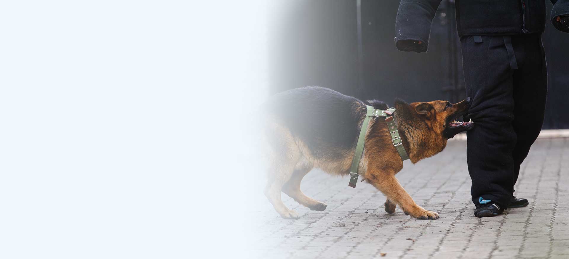 German shepherd dog in training